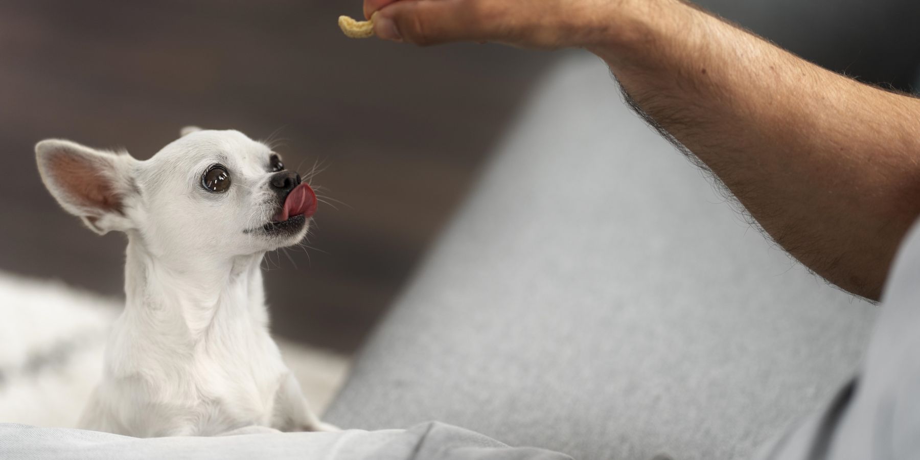 Effective Home Remedies and Tips for Combatting Bad Dog Breath